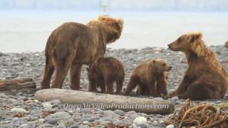 Alaskas Great Kodiak Bears  Ayakulik Adventures [upl. by Ecenahs]