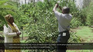 Inside Kakuzi How To Prune A Young Avocado Tree [upl. by Akli619]