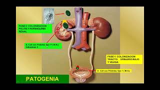 Fisiopatologia de la Infeccion Urinaria [upl. by Nhguavahs]