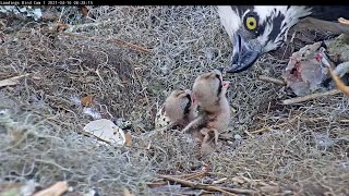 Second Chick Hatched Female Feeds Two Osprey Chicks At Savannah Nest – April 16 2021 [upl. by Hanni]