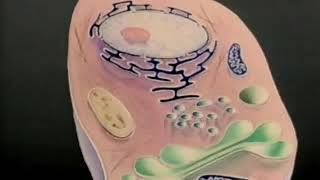 Nucleus Cytoplasm Membrane [upl. by Asli]