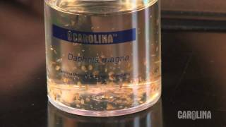 How to Care for Daphnia [upl. by Nerrot]