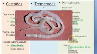 Pharmacology 923 a Anti Helminthic Drug Parasite Albendazole Mebendazole Ivermectin DEC Parasitology [upl. by Marjorie]