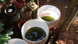 How to grow Green Water Algae [upl. by Tur75]