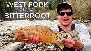 Fly Fishing on the BEAUTIFUL West Fork of the Bitterroot River HUGE Cutthroat Trout [upl. by Blaze]