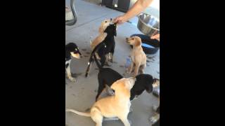 Saluki Puppy training [upl. by Cantlon]