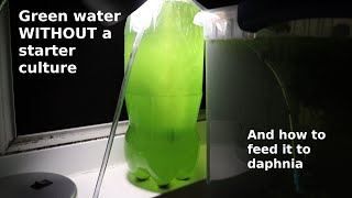 Green Water WITHOUT a Starter Culture  From Scratch  How To [upl. by Feliza416]