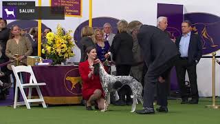 Salukis  Breed Judging 2020 [upl. by Anner]