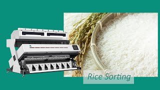 SG Rice Sorting MachineColor Sorter [upl. by Dyer]