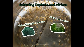 How To Culture Daphnia and Moinas using Green Water Spirulina powder [upl. by Kenric]