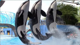 Orca Encounter Full Show  SeaWorld Orlando  April 8 2021 [upl. by Corell316]