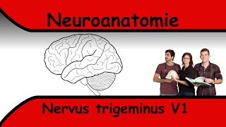 Nervus Trigeminus V1 clipdocsde [upl. by Nelyahs]