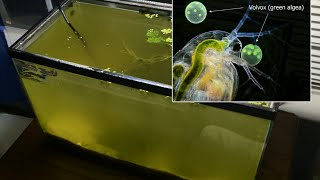 Raising Daphnia for the Freshwater Aquarium [upl. by Alleoj772]