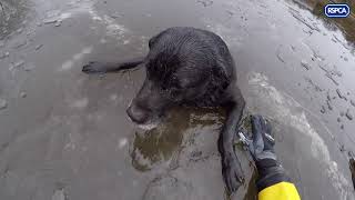 Dog saved from freezing cold ice by RSPCA inspector [upl. by Brandtr949]