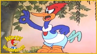 Woody Woodpecker  Pantry Panic  Full Episodes [upl. by Assehc]