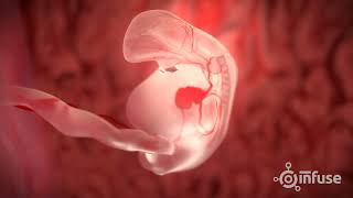 Fetal Development 3D Animation  Infuse Medical [upl. by Maryjane]