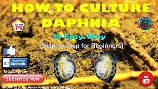 HOW TO CULTURE DAPHNIA In Easy Way [upl. by Launcelot208]