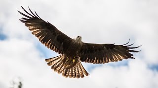 Where to see red kites in the UK  Wild Britain [upl. by Saito537]